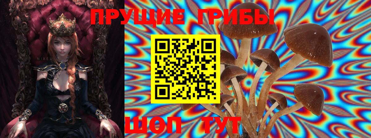 Псилоцибиновые грибы Psilocybe Рубцовск